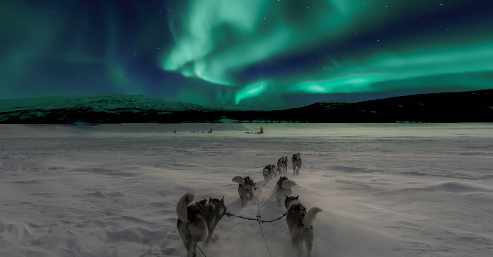 Dogs huskies o de trineo en la nieve